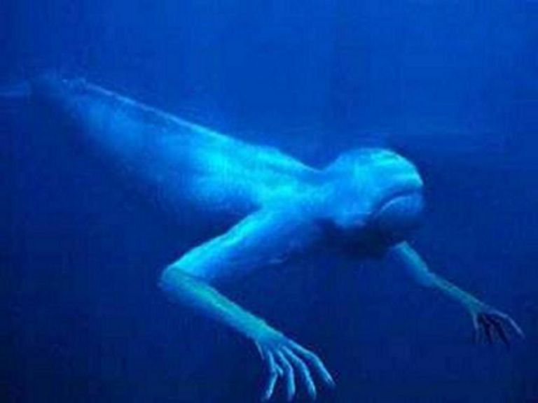 EL MISTERIO DEL NINGEN: CRIATURAS ENIGMÁTICAS DE LAS PROFUNDIDADES ANTÁRTICAS