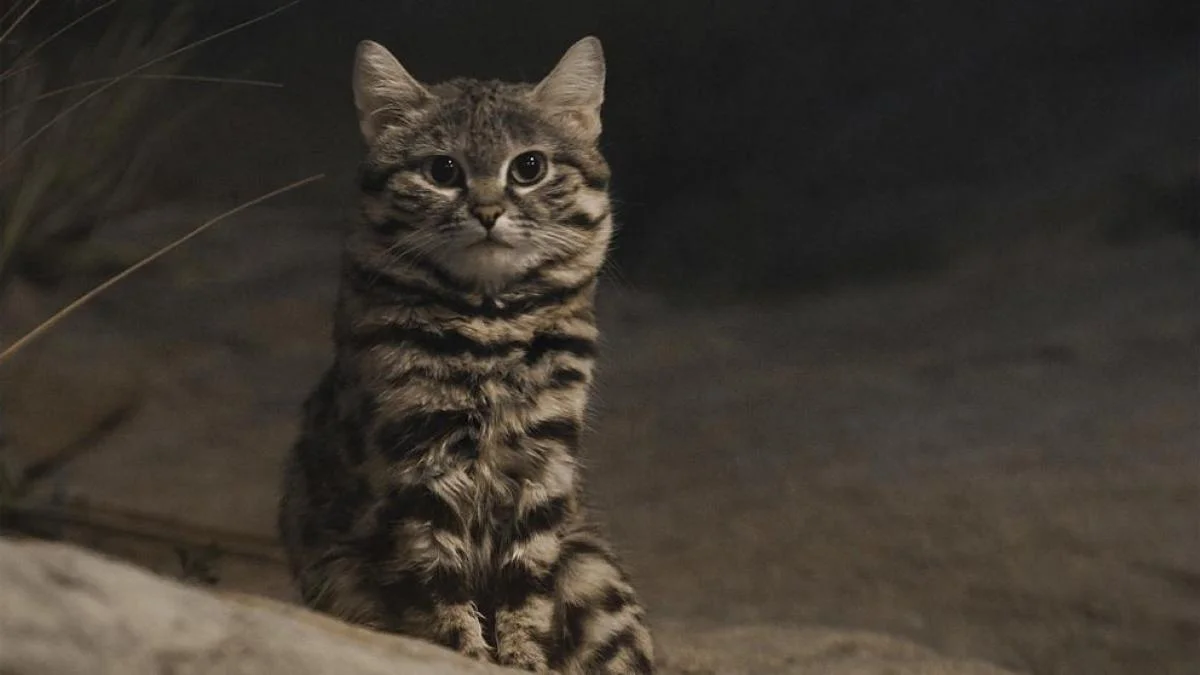 GATO PATINEGRO: EL FELINO MÁS MORTÍFERO DEL MUNDO