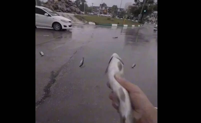 LLUVIA DE PECES EN IRÁN: UN FENÓMENO NATURAL QUE ASOMBRA Y DESCONCIERTA