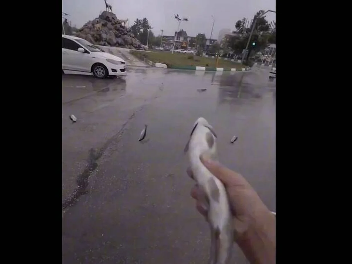 LLUVIA DE PECES EN IRÁN: UN FENÓMENO NATURAL QUE ASOMBRA Y DESCONCIERTA