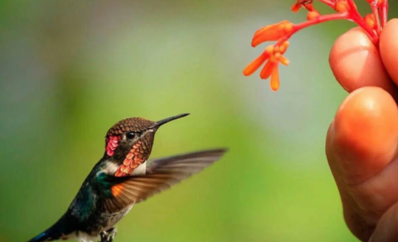 El Colibrí Abeja: el ave más pequeña del mundo