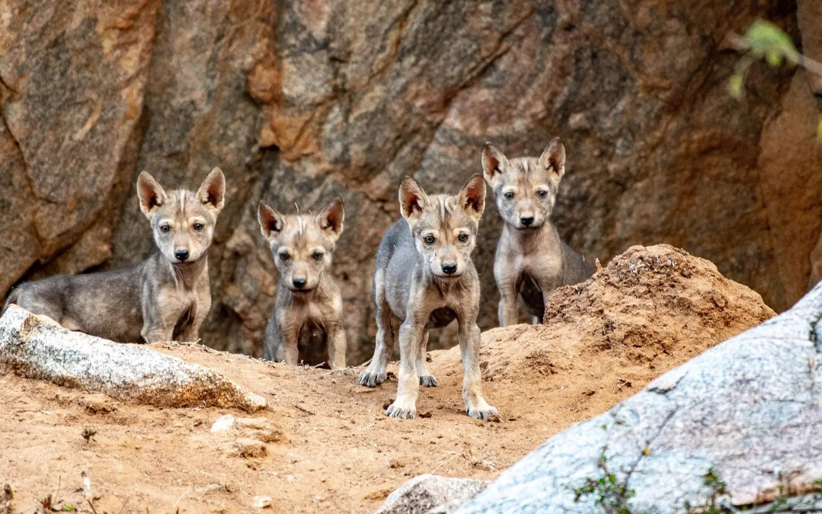 Renace una especie en peligro: ocho cachorros de lobo gris indio iluminan el futuro de la biodiversidad en India