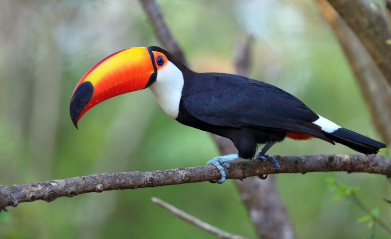 Tucán Toco: El gigante de Pico Colorido en Sudamérica