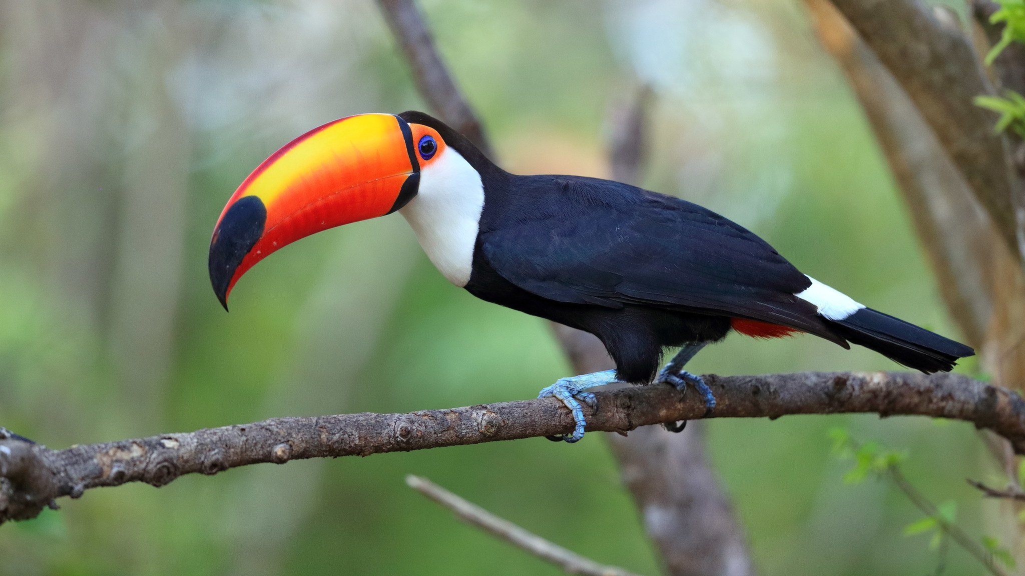 Tucán Toco: El gigante de Pico Colorido en Sudamérica