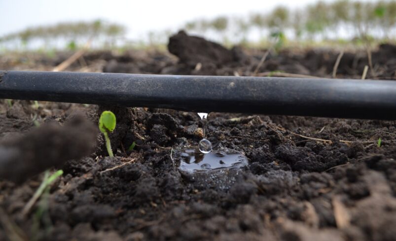 Riego por goteo: La innovación mexicana que transformó la agricultura