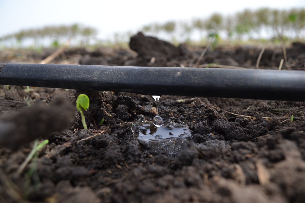 Riego por goteo: La innovación mexicana que transformó la agricultura